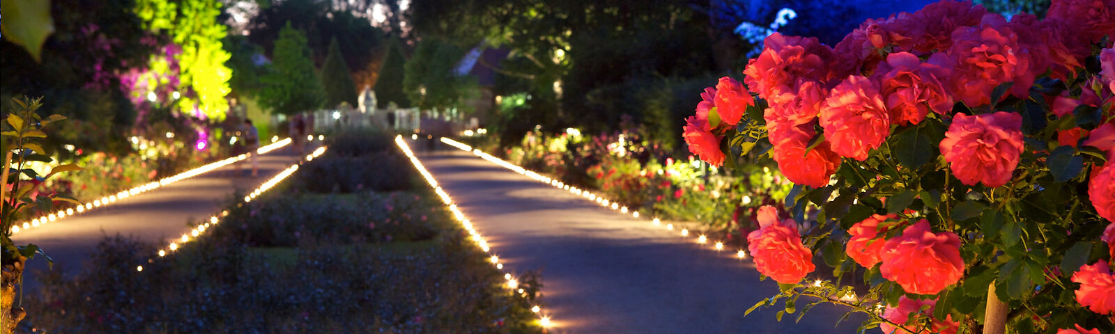 Rosengarten im dunkeln, Hochstammrose im Vordergrund, im Hintergrund sind die Parkwege mit Teelichtern umrandet