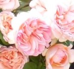 Blüten der getauften Rose "Forster Rosentraum" Blüten der getauften Rose "Forster Rosentraum"