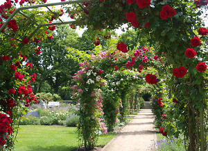 Jubiläumsgarten, Fotograf: Annette Schild, Bildrechte: Stadt Forst (Lausitz)/ EBKTM Rosenbogen zeigt den Weg umrahmt von blühenden Rosen