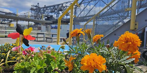 Die Förderbrücke F60 ist an einem sonnigen Tag von unten durch orangefarbene Blumen fotografiert. Im Hintergrund sind weiße Wolken am Himmel zu sehen.