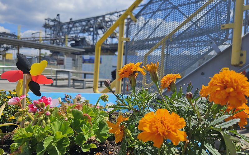 Die Förderbrücke F60 ist an einem sonnigen Tag von unten durch orangefarbene Blumen fotografiert. Im Hintergrund sind weiße Wolken am Himmel zu sehen.