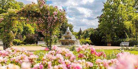 Auf dem Foto ist der Rosenpark mit blühenden rosafarbenen Rosen zu sehen. Im Hintergrund befinden sich ein Kaskadenbrunnen, eine mit Rosen bewachsene Pergola sowie Bäume. Darüber ein blauer Himmel mit weißen Wolken bei sonnigem Wetter.