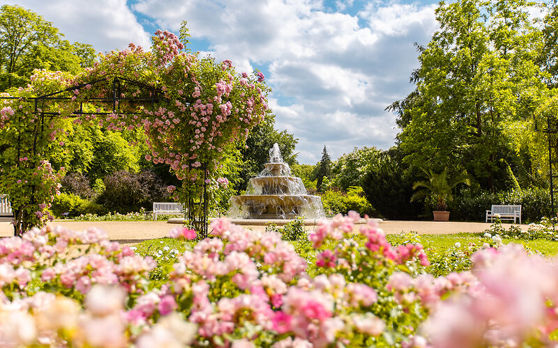 Auf dem Foto ist der Rosenpark mit blühenden rosafarbenen Rosen zu sehen. Im Hintergrund befinden sich ein Kaskadenbrunnen, eine mit Rosen bewachsene Pergola sowie Bäume. Darüber ein blauer Himmel mit weißen Wolken bei sonnigem Wetter.