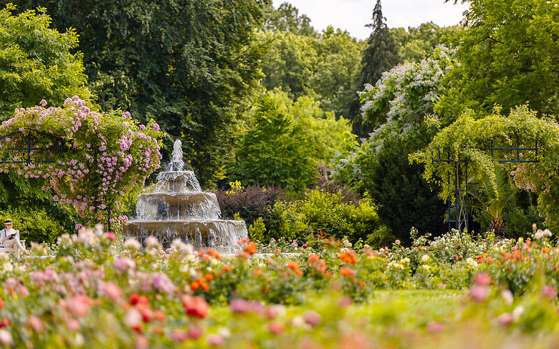 Auf dem Foto ist ein Rosengarten mit seinen farbenprächtigen Rosen, einem schönen Kaskadenbrunnen und märchenhaft wirkenden Bäumen zu sehen.