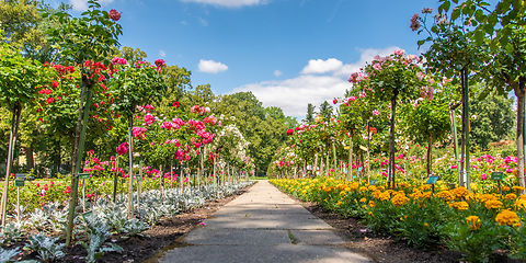 Hochstammrosen rechts und links und in der Mitte ein Weg