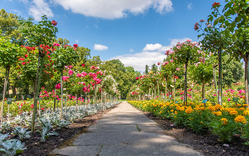 Hochstammrosen rechts und links und in der Mitte ein Weg