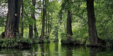 Eine idyllische Landschaft im Spreewald mit einem Spreekanal, der durch einen geheimnisvoll wirkenden Wald führt. Die Szenerie ist von verschiedenen Grüntönen geprägt und strahlt Ruhe und Natürlichkeit aus.