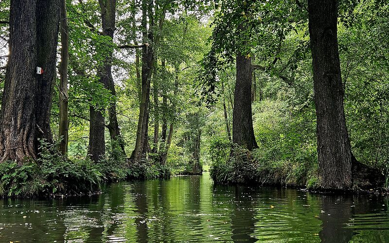 Eine idyllische Landschaft im Spreewald mit einem Spreekanal, der durch einen geheimnisvoll wirkenden Wald führt. Die Szenerie ist von verschiedenen Grüntönen geprägt und strahlt Ruhe und Natürlichkeit aus.