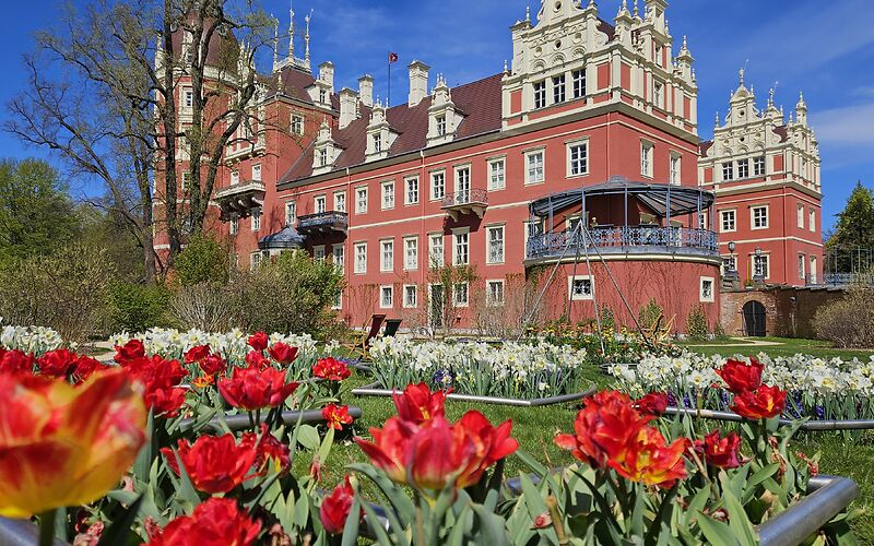 Auf dem Foto ist das prächtige Schloss des Fürsten Pückler in Bad Muskau zu sehen. Vor dem Schloss erstreckt sich eine farbenfrohe Blumenanlage mit zahlreichen weißen und roten Tulpen. Darüber spannt sich ein klarer, tiefblauer Himmel.