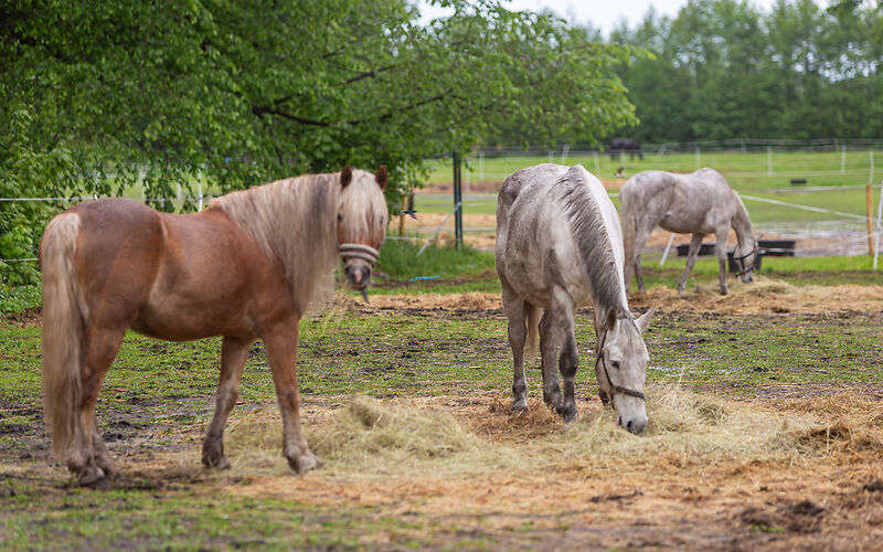 Auf dem Foto sind drei Pferde in der weitläufigen Parkanlage in Brody zu sehen. Die Tiere stehen auf einer Wiese und fressen ruhig das Gras. Im Hintergrund ist die grüne Parklandschaft zu erkennen.
