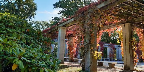 Pergolen auf dem Säulenhof bewachsen von rotgefärbten Weinranken