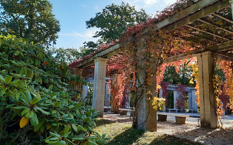 Pergolen auf dem Säulenhof bewachsen von rotgefärbten Weinranken
