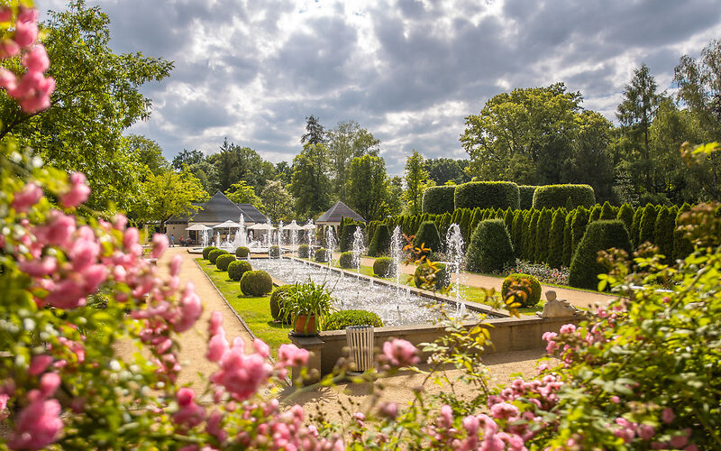 Blick über einen Rosenbusch auf die Wasserspiele