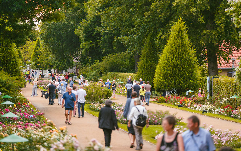 Ostdeutscher Rosengarten in festlicher Abendstimmung