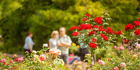 Aus einer Hecke mit rosafarbenen Rosen ragen 2 rote Rosenbäume hervor. Im Hintergrund ist verschwommen der Rosengarten mit mehreren Besuchern zu sehen.