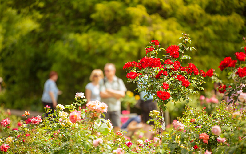 Aus einer Hecke mit rosafarbenen Rosen ragen 2 rote Rosenbäume hervor. Im Hintergrund ist verschwommen der Rosengarten mit mehreren Besuchern zu sehen.