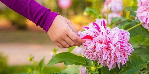 rosa-lila farbende Dahlien wird leicht durch die Hand eines Mädchen 