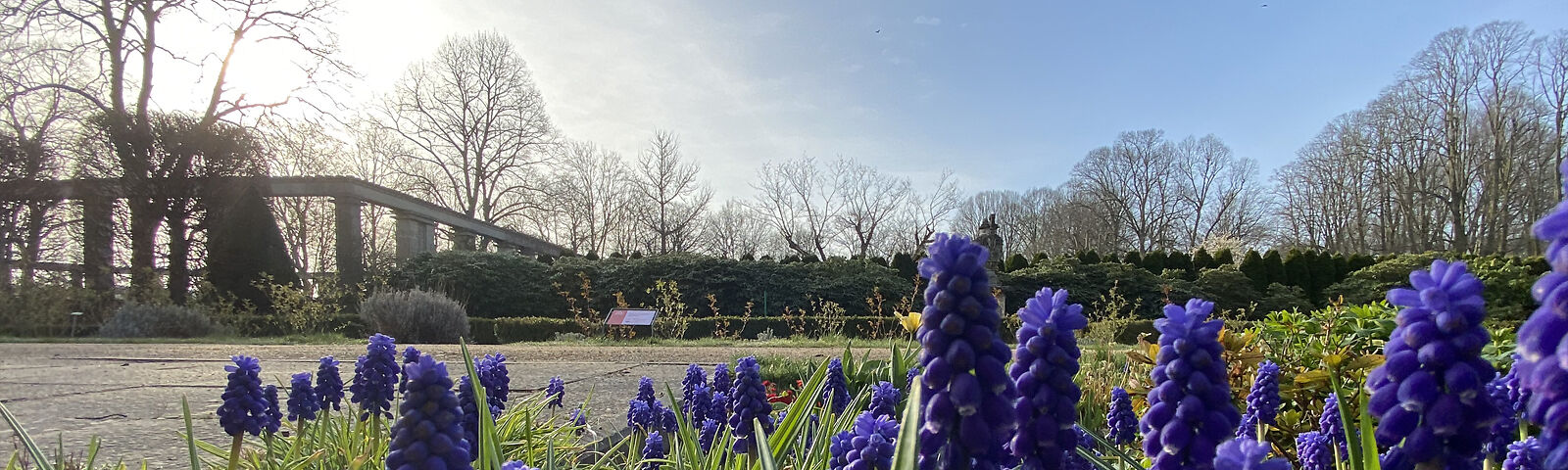 Erste blaue Frühlingsblüher zeigen sich im Rosengarten. Im Hintergrund ist der Säulenhof zu sehen