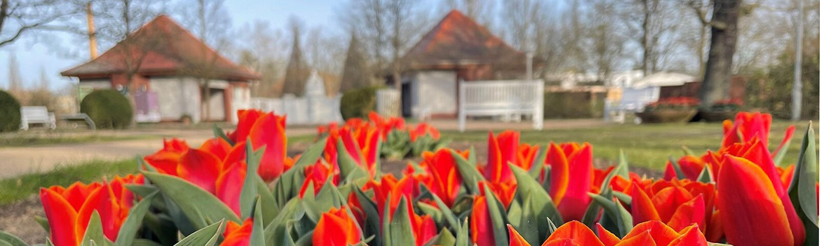 Roten Tulpen im Vordergrund, im Hintergrund ist der Historische Haupteingang zu sehen