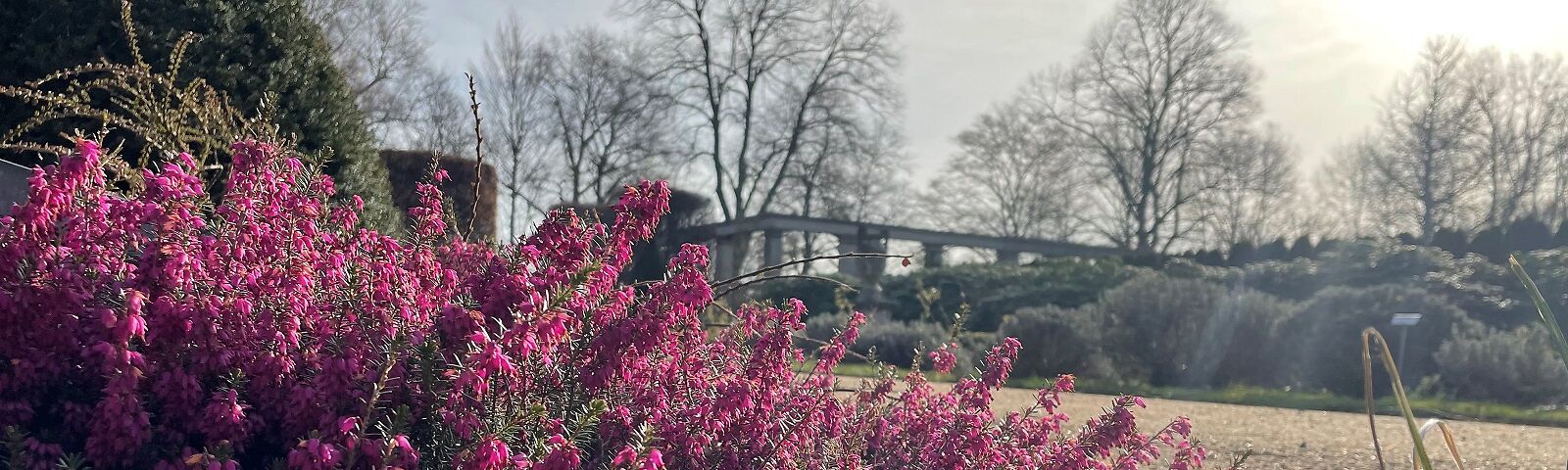 lila Heidekraut bringt die ersten Farbtupfer in den Ostdeutschen Rosengarten 