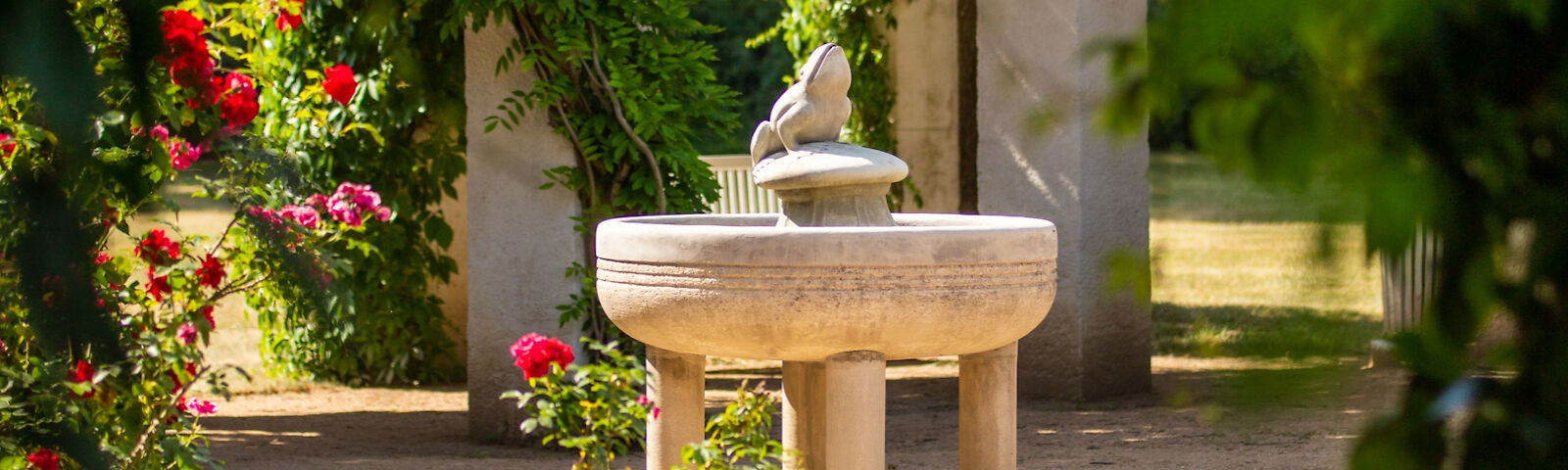 Der Froschbrunnen steht umrahmt von roten Rosen  