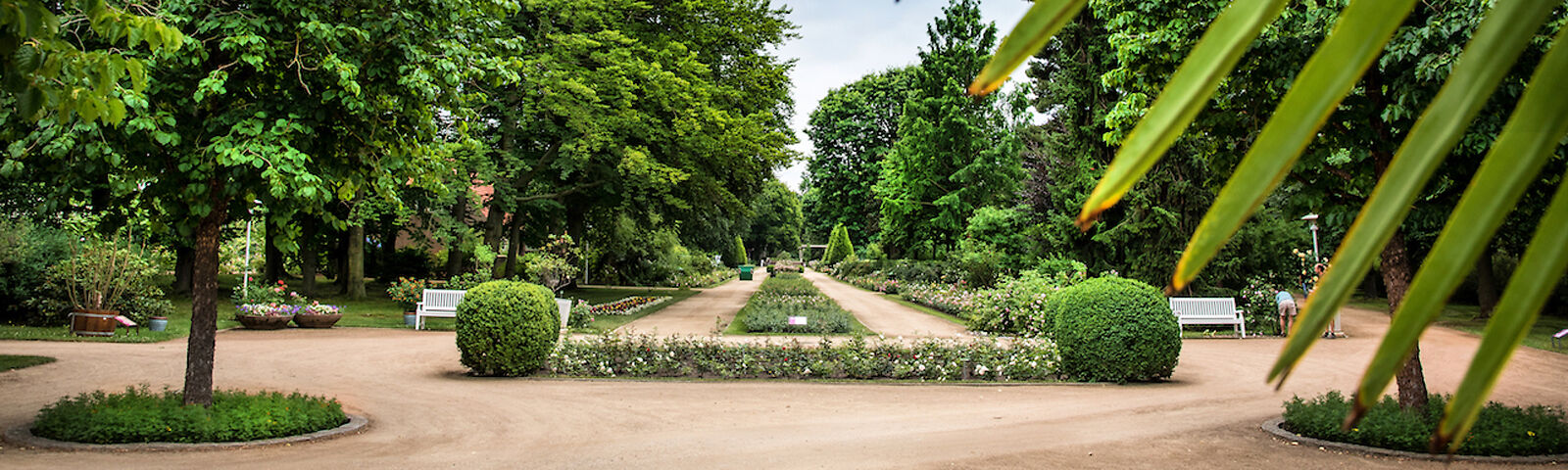 Hauptachse im Rosenpark