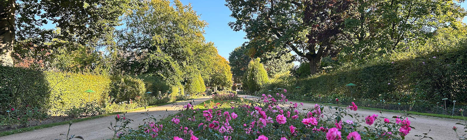 Fotograf: Stadt Forst (Lausitz), Bildrechte: Stadt Forst (Lausitz) Zwei Sandwegen im Rosengarten, zwischen denen einen Rosenbeet mit pinken Rosen entlangführt. Links und rechts stehen grüne Hecken und Bäume. Im Hintergrund sieht man an einem Baum erste gefärbte Blätter.